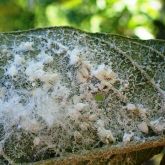 Heavy infestation of spiralling whitefly on the underside of a guava leaf