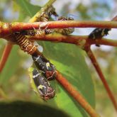 Gumtree hoppers on twigs of a <em> Eucalyptus grandis </em> hybrid
