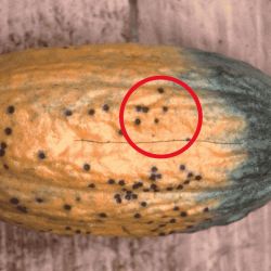 Damage (holes and discolouration) to a cocoa pod caused by a cocoa pod borer
