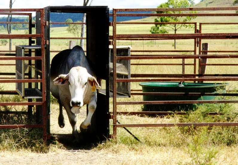 A beef cow walking through a buffalo fly tunnel trap installed in a fenced laneway on a property.