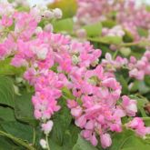 Coral vine is an attractant to Asian honey bees