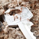 Fire ants with key to show size