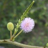 Mimosa pigra flower close-up