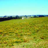 Fireweed infestation