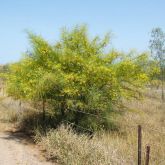 Parkinsonia plant in flower