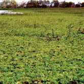 Water lettuce infestation