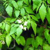 Balloon vine leaves and flower