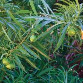 Captain Cook tree pods