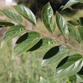 Chinese celtis leaves