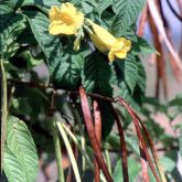 Yellowbells flower, leaf and pods