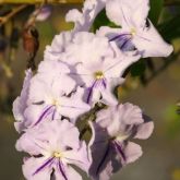 Duranta flowers close-up