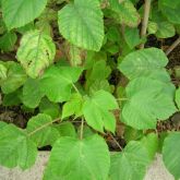 Paper mulberry leaves
