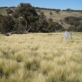 Serrated tussock infestation