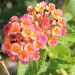 Thumbnail of Lantana