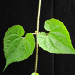 Thumbnail of Mikania vine