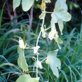 White passion fruit and leaves