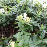 Japanese honeysuckle flower and leaves