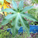 Thumbnail of Castor oil plant