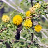 Mimosa bush flowers and pod