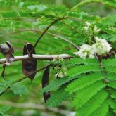 Redwood flowers, leaves and pods