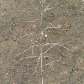 African lovegrass seed head