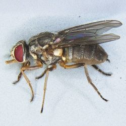 Close-up side view of an adult buffalo fly on a pale surface, showing red compound eyes, clear wings and banded abdomen.