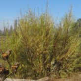 Pencil willow by roadside