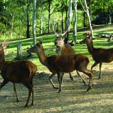 Feral red deer group