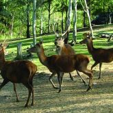 Feral red deer group