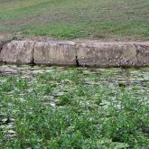 Spiked-top apple snail egg sacs on rock face