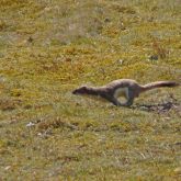 Stoat running