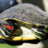 Red-eared slider close-up