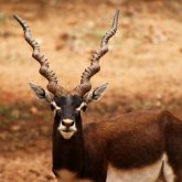 Blackbuck antelope mature male