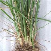 American rat's tail grass roots