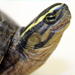 Thumbnail of South East Asian box turtle