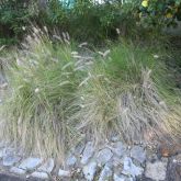 African fountain grass plant form