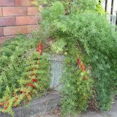 Basket asparagus fern in a pot