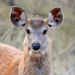 Thumbnail of Sambar deer