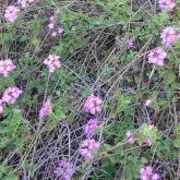 Creeping lantana flowers and leaves