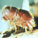 Five-spined bark beetle