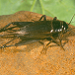 Thumbnail of Black field cricket