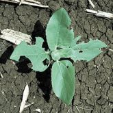 Small plant with damaged leaves