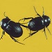 Thumbnail of Scarabs