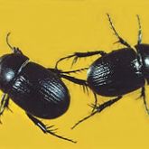 Shiny black beetles with lengthwise ridging along their wing cases