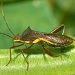 Thumbnail of Brown bean bug