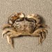 Thumbnail of Harris mud crab