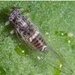 Thumbnail of Tomato-potato psyllid