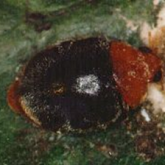Rounded beetle with orange head and thorax and dark wing covers