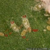 Close up of capsicum whitefly eggs and first and second nymph stages