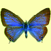 Thumbnail of Blue butterflies